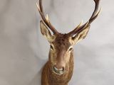 une image représentant une tête de cerf avec des bois sur la tête