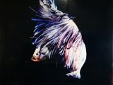 a picture of a fish that is on the wall