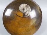 a picture of a brown and white object with a shell on it