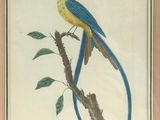 painting of a blue and yellow bird perched on a branch of a tree