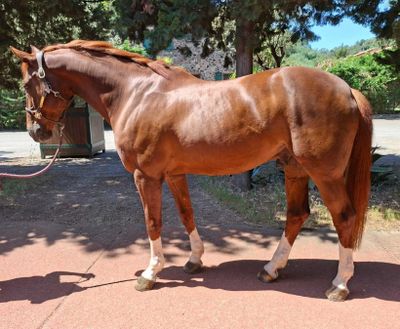 un cheval brun mené par un homme
