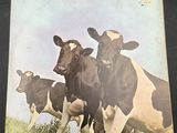 three cows standing in a row in a field