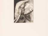 pencil drawing of an elephant with tusks in a square frame