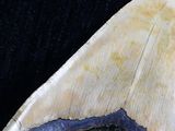 a large shark tooth that is laying on a black surface