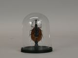 a glass dome with a bug inside of it