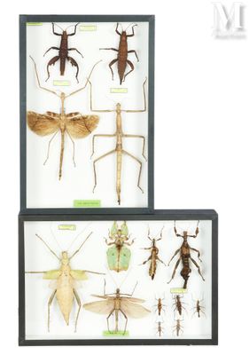 two framed insect specimens of various species in a display case