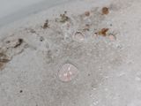 a white bowl that has a lot of water in it