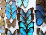 many blue butterflies in a white box on display