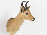a deer head mounted on a wall with a white background