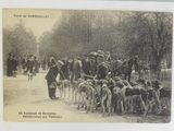 a lot of dogs that are walking down the street
