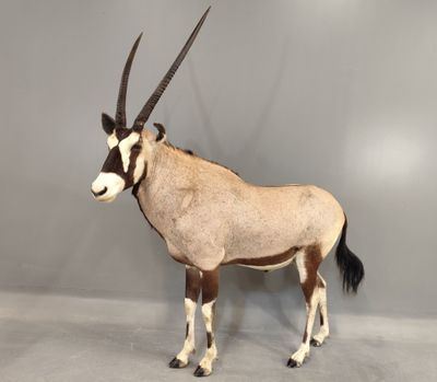 une antilope debout devant un mur gris
