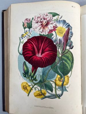 un livre ouvert sur lequel figure l'image d'une fleur rouge