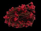 a bunch of red berries that are on a black background