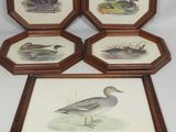 quatre reproductions encadrées représentant des canards sur fond blanc