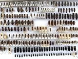 a lot of bugs that are on the wall