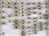 many different types of butterflies displayed in a display case