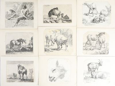 des croquis représentant divers animaux à différentes étapes de leur vie dans un champ