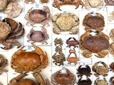 many different types of crabs on display in a box