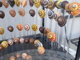 a display case with a lot of different types of shells in it