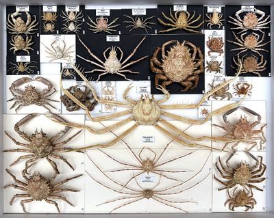 many different types of insects in a display case