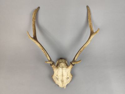un gros plan de la tête d'un cerf avec ses bois, accrochée au mur