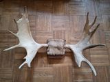 a deer ' s antlers on the floor of a living room