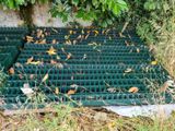 many leaves on the ground next to a green grate