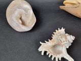 two shells on a table with a black background and a white one
