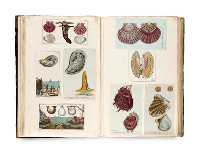 un livre ouvert sur lequel sont disposés divers types de coquillages