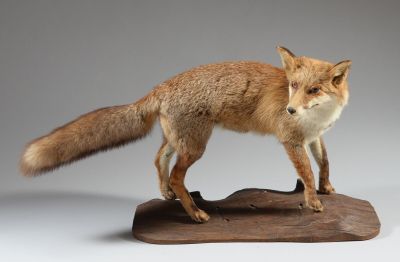 un faux renard posé sur un morceau de bois