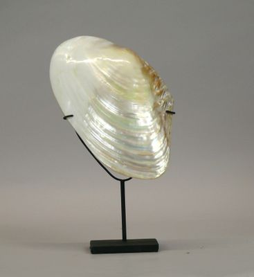 sculpture of a shell on a black stand against a gray background