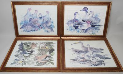 trois photos d'oiseaux encadrées sur fond blanc