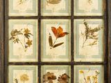 a framed picture of a collection of pressed flowers and leaves