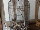 a bird in a cage sitting on a wooden table