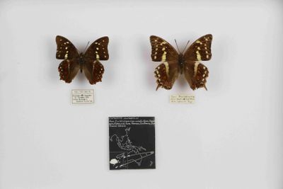 deux papillons dans une vitrine posée sur une surface blanche