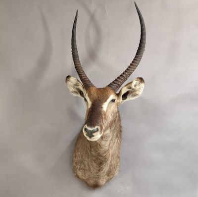 une tête d'antilope accrochée au mur sur fond blanc