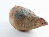 a small bird that is sitting on a white surface