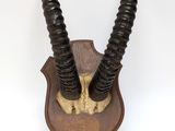 an antelope head mounted on a wooden plaque on a white background