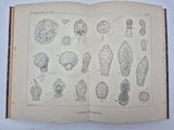 an open book with drawings of plants and animals on it