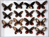 de nombreux papillons exposés dans un cadre blanc