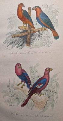 two birds that are sitting on a tree branch