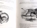 un livre ouvert sur lequel figurent un chat et un lion