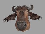 a picture of a cow head with horns on a gray background