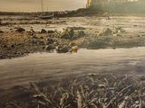 une grande quantité de poissons morts sur la rive