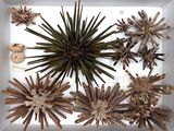 many different types of sea urchins displayed in a white box