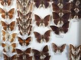 many different types of butterflies displayed in a glass case