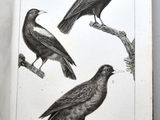 three birds that are sitting on a tree branch