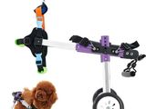 Le petit chien se tient à côté de la petite trottinette.