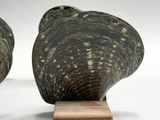 pair of black and white shells on a wooden stand on a white surface