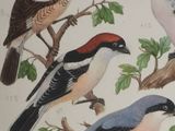 four birds sitting on the branches of a tree